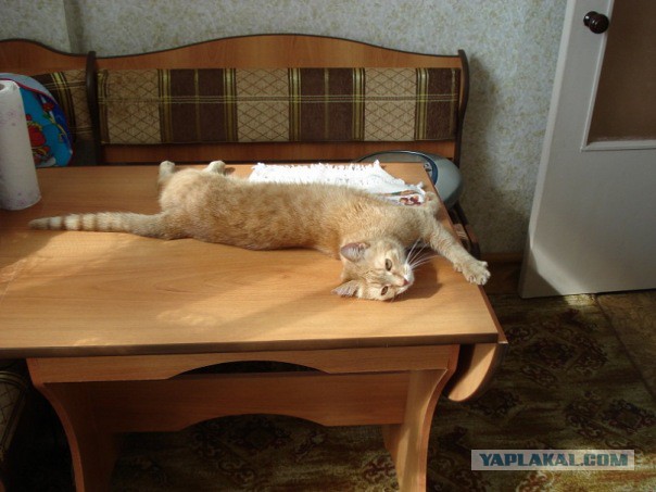 Котовторник