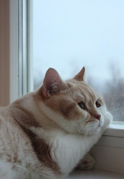 Разные картинки