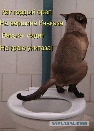 Веселые картинки