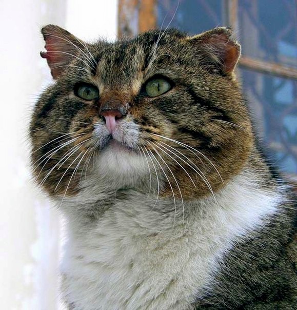 15 котов, мимике которых можно только позавидовать