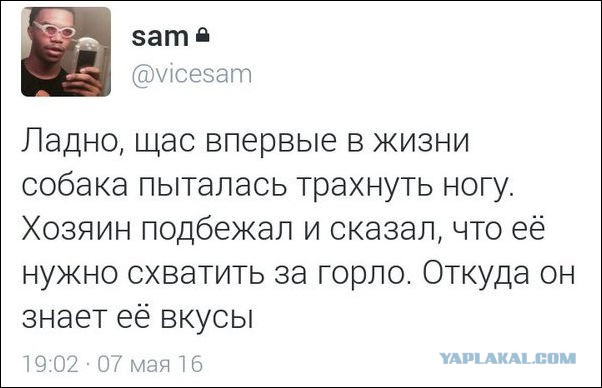 Смешные комментарии из социальных сетей 12.08.2016