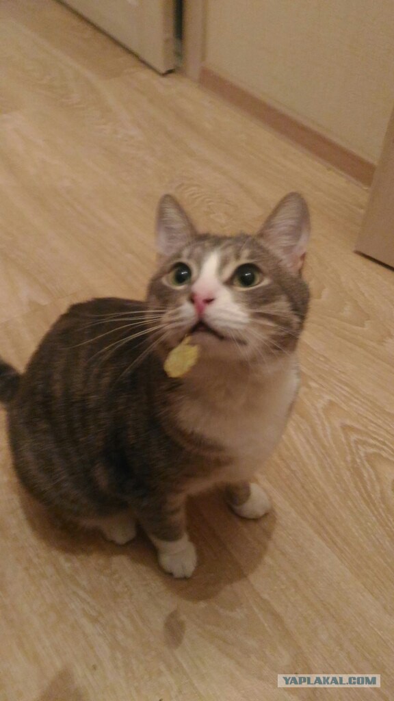 Котовторник 15.11.2016