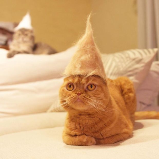 Коты из сети