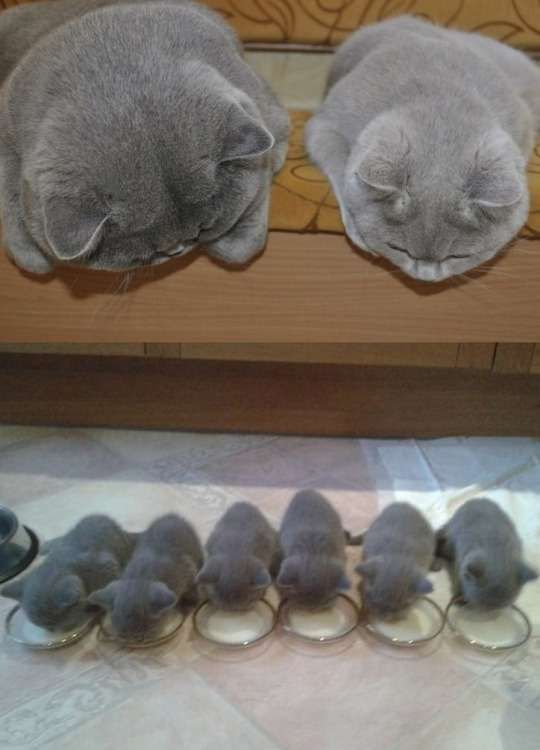 Коты из сети