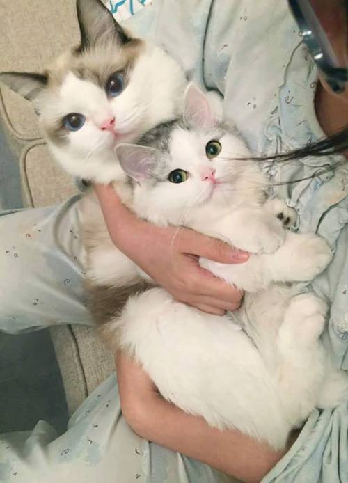 Коты из сети