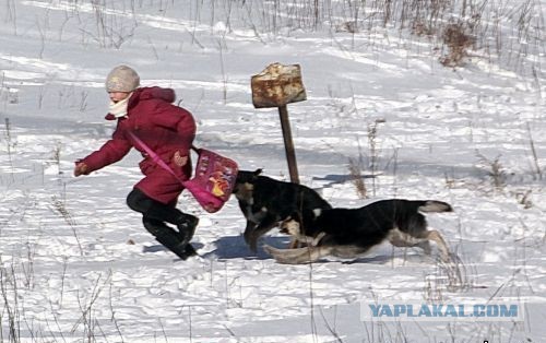 Живодер убил собаку