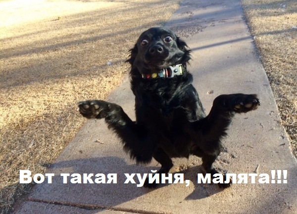 Самые известные и интересные фотографии, сделанные случайно