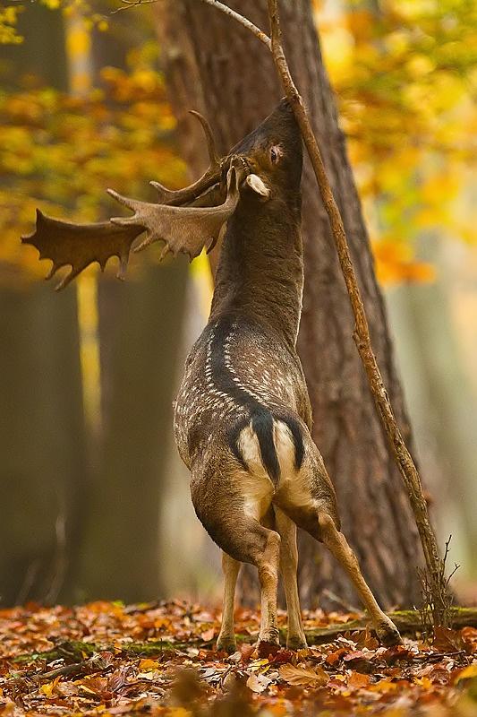 Самые смешные животные