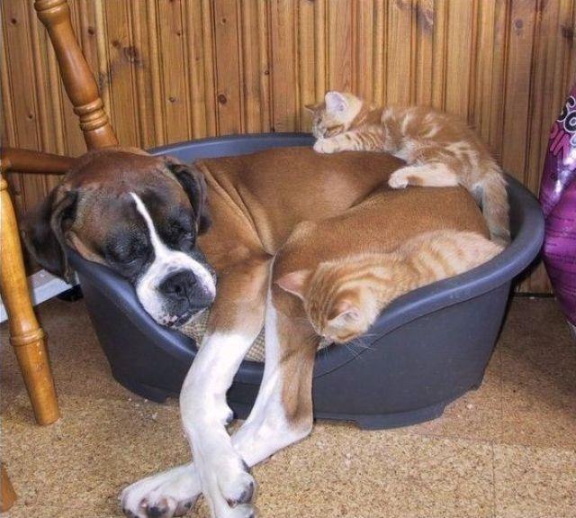 Коты и Кошки