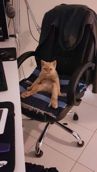 Коты и Кошки