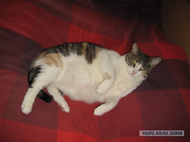 Котовторник  на  ЯПлакалъ