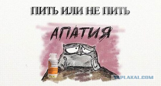 Коты под любое настроение