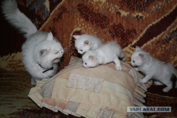 Котовторник на 29 июня