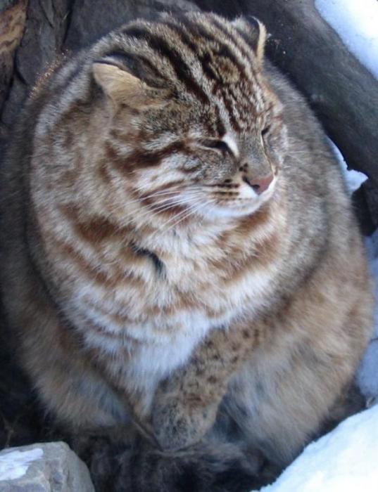 Сонный Котовторник