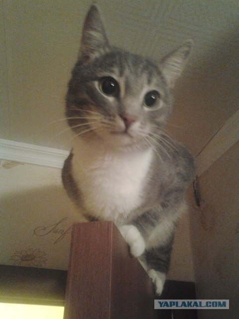 Котовторник! 08.11.11