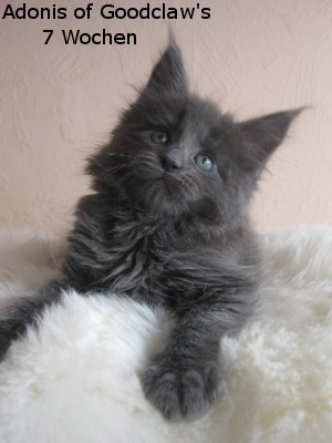 Котовторник 27.12.11