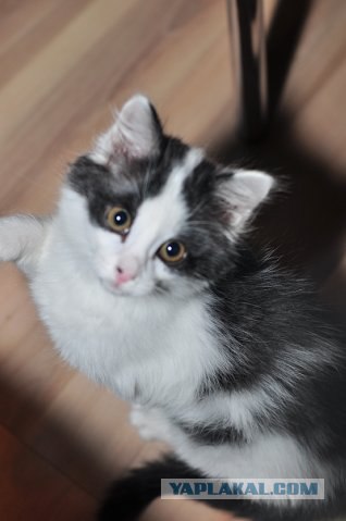 Котовторник 22.05.2012