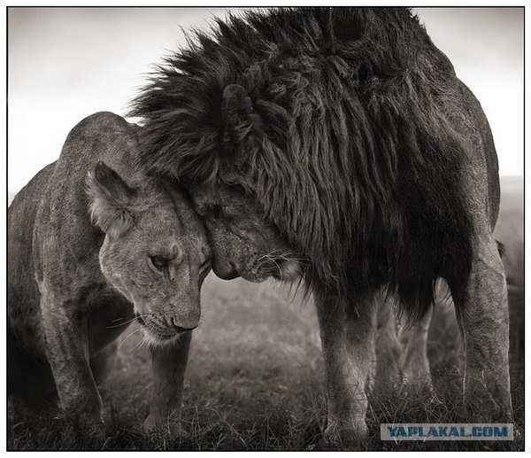 Я лев!