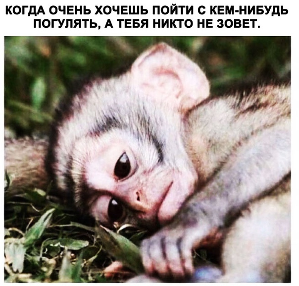 Анекдоты, соц-сети и картинки с надписями