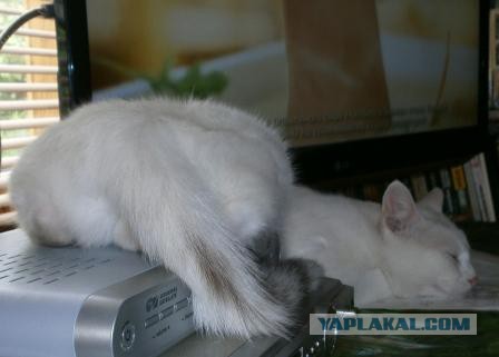 Как спят наши животины....