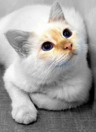 Эти забавные животные