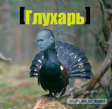 Фотожаба: ТВ программа