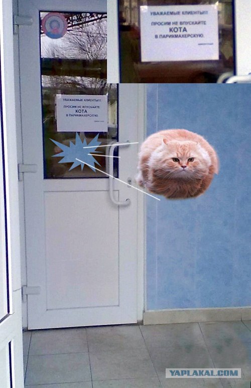 Не впускайте кота в парикхмахерскую)))