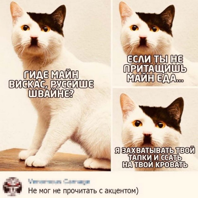Картинки с надписями и котами