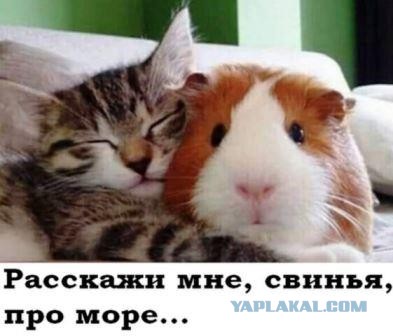 Погнали! С котовторником, други!