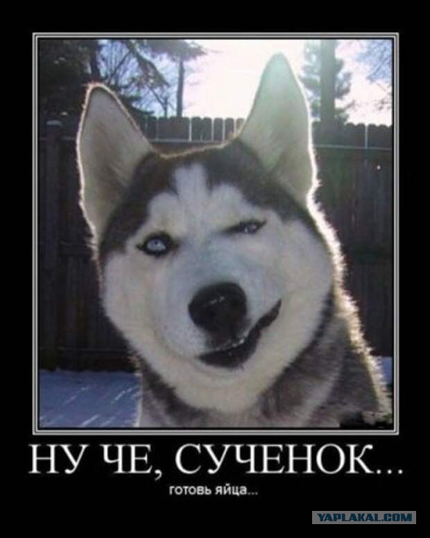 В мире животных