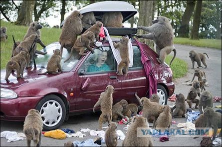 Самые смешные снимки животных за 2012 год