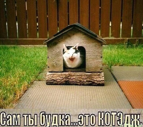 Жизнь домашнего приюта "Котоленд" 412