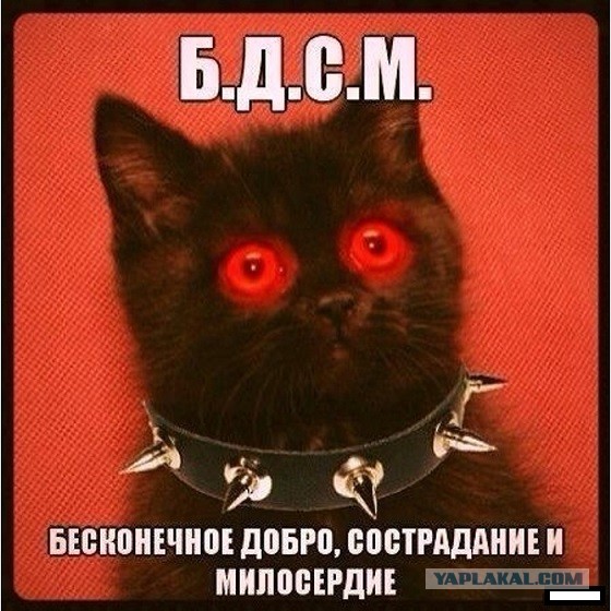 Кот и пылесос