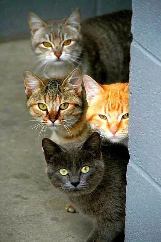 Котовтоник в картинках