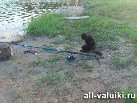 Видимо,готовятся к рыбалке...