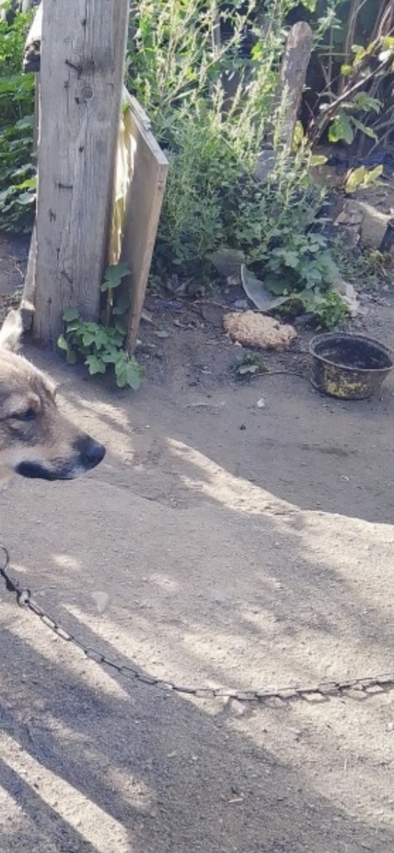 Собака