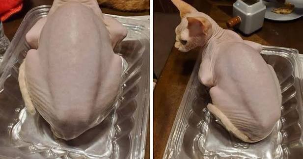 Не гусенка