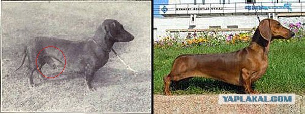 О, my dog