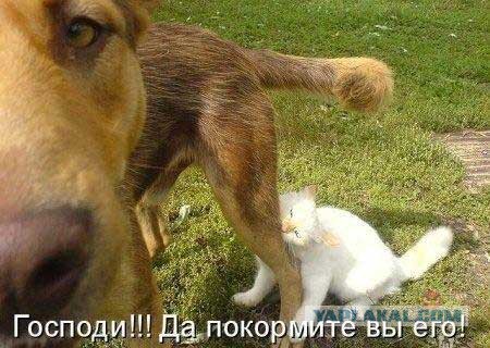 Позитивные картинки и комментарии.