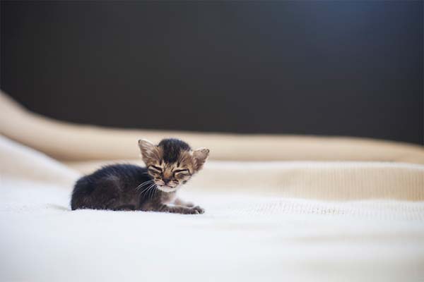 Про котенка. Грустная история.