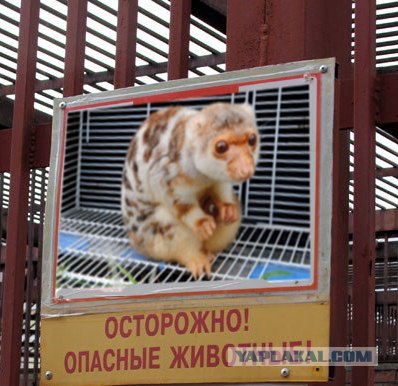 Мишки, они такие.