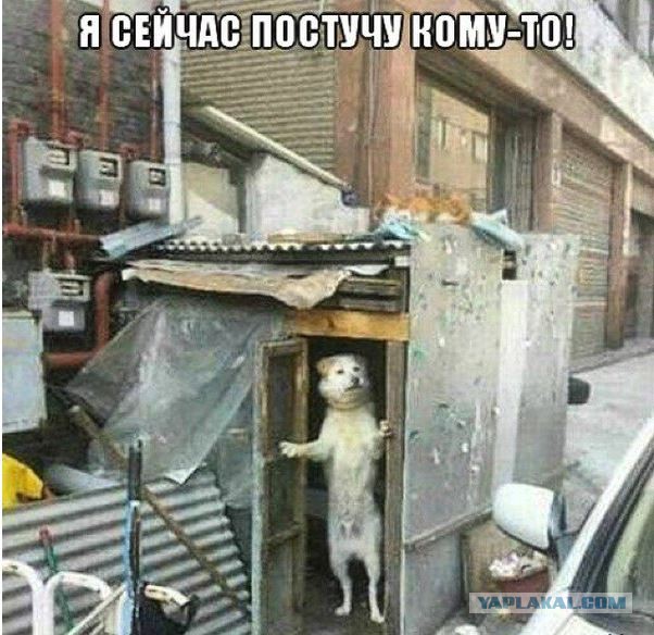Весёлые картинки