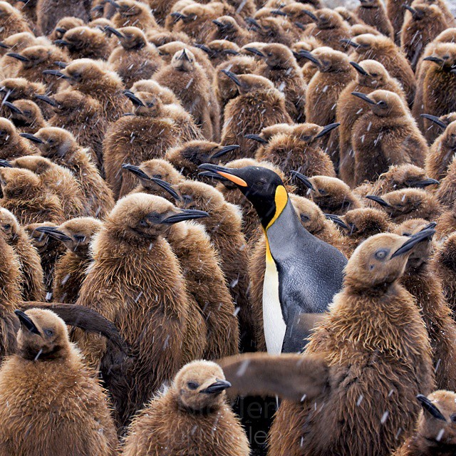 Впечатляющие фотографии National Geographic