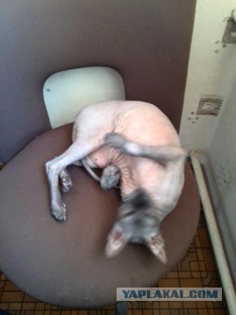 Если есть кошачье ню, то оно выглядит вот так...
