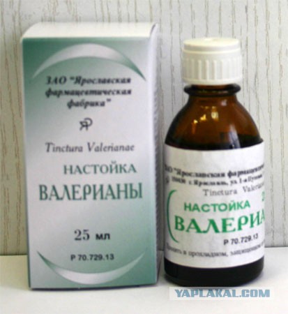 Эльфокот