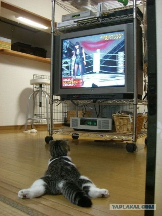17 фотографий котов