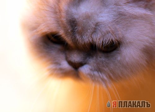Коты, кошки, котята
