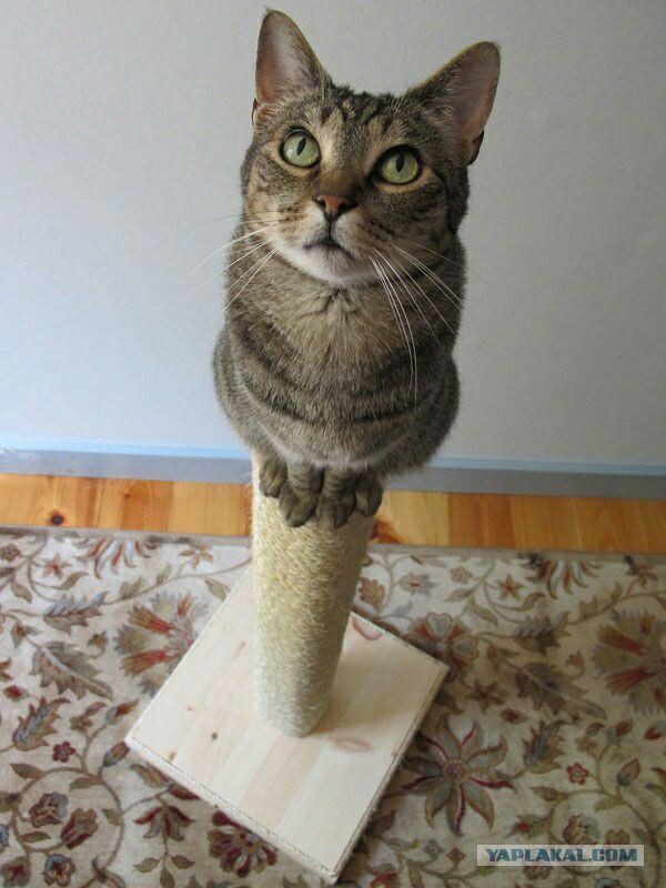 Пост невероятной кошачьей красоты. 25 фот.