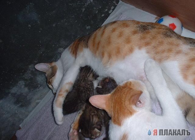 Коты, кошки, котята