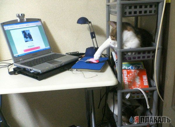 Коты, кошки, котята